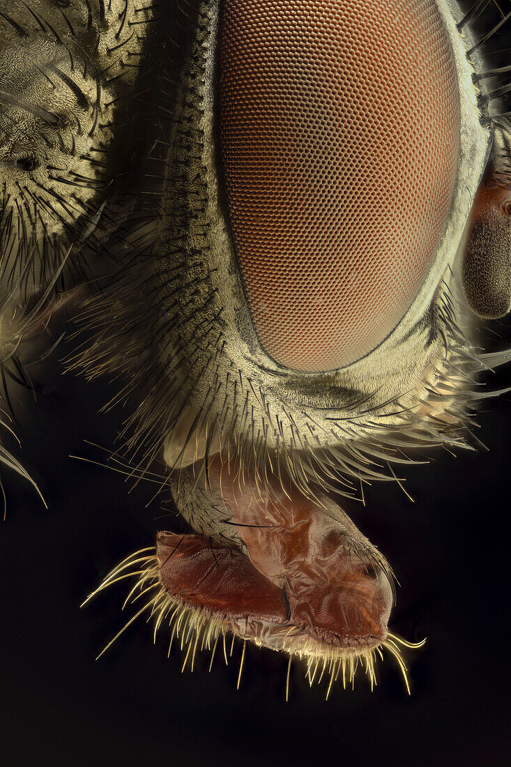 Head of a housefly