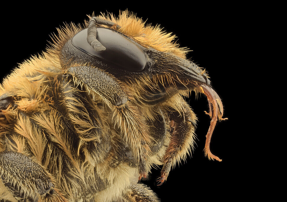 Western honey bee head
