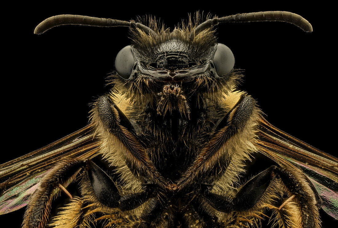 Bumblebee head