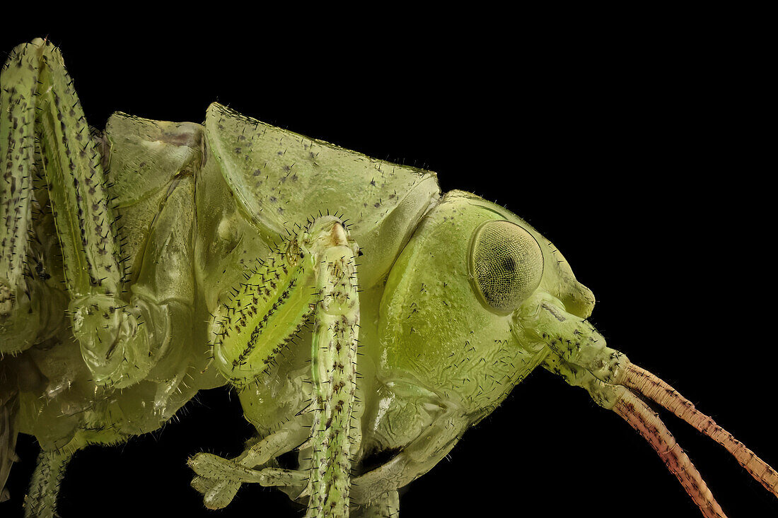 Head of a grasshopper