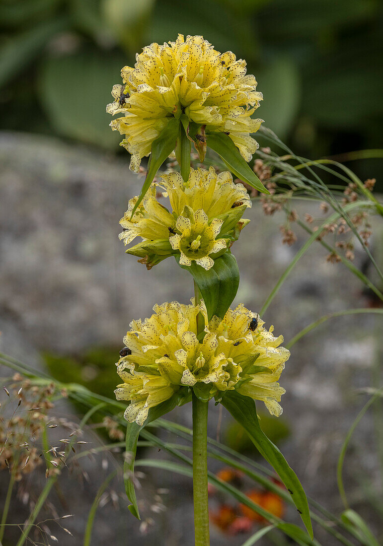 Burser's gentian (Gentiana burseri ssp burseri) in flower