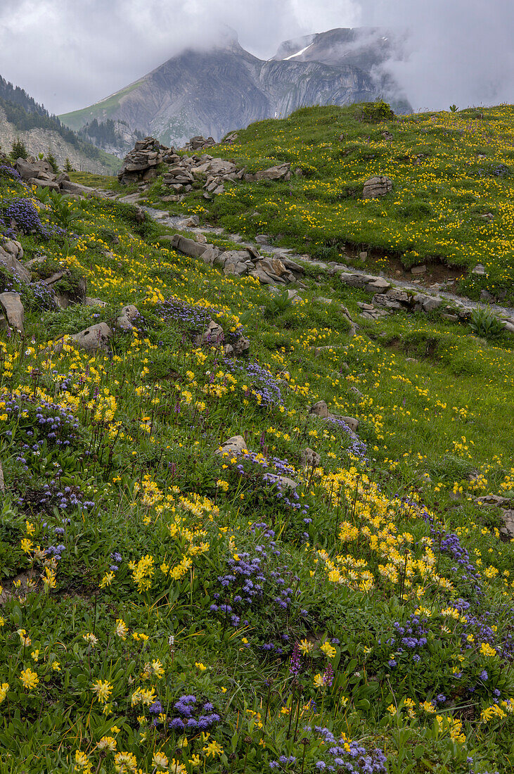 Alpine grassland