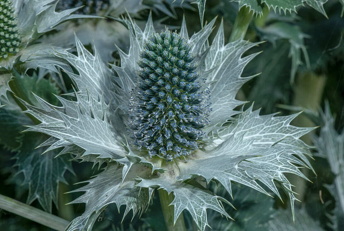 Queen of the Alps (Eryngium alpinum) in flower