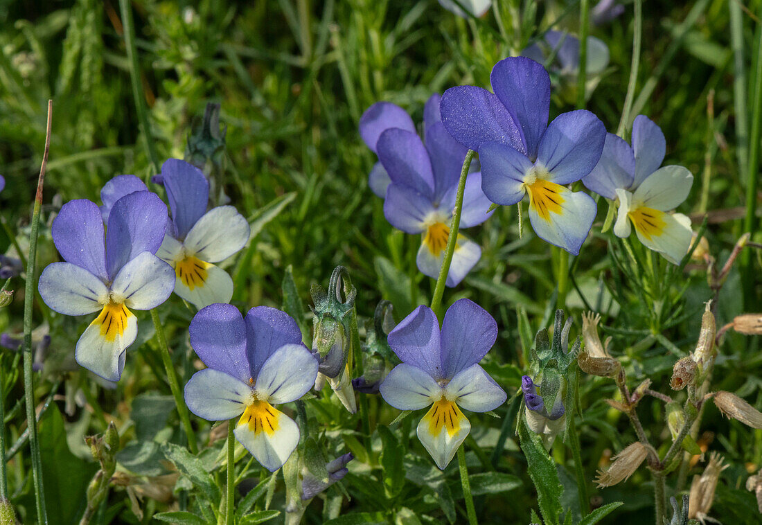 Wild pansy (Viola tricolor) in flower