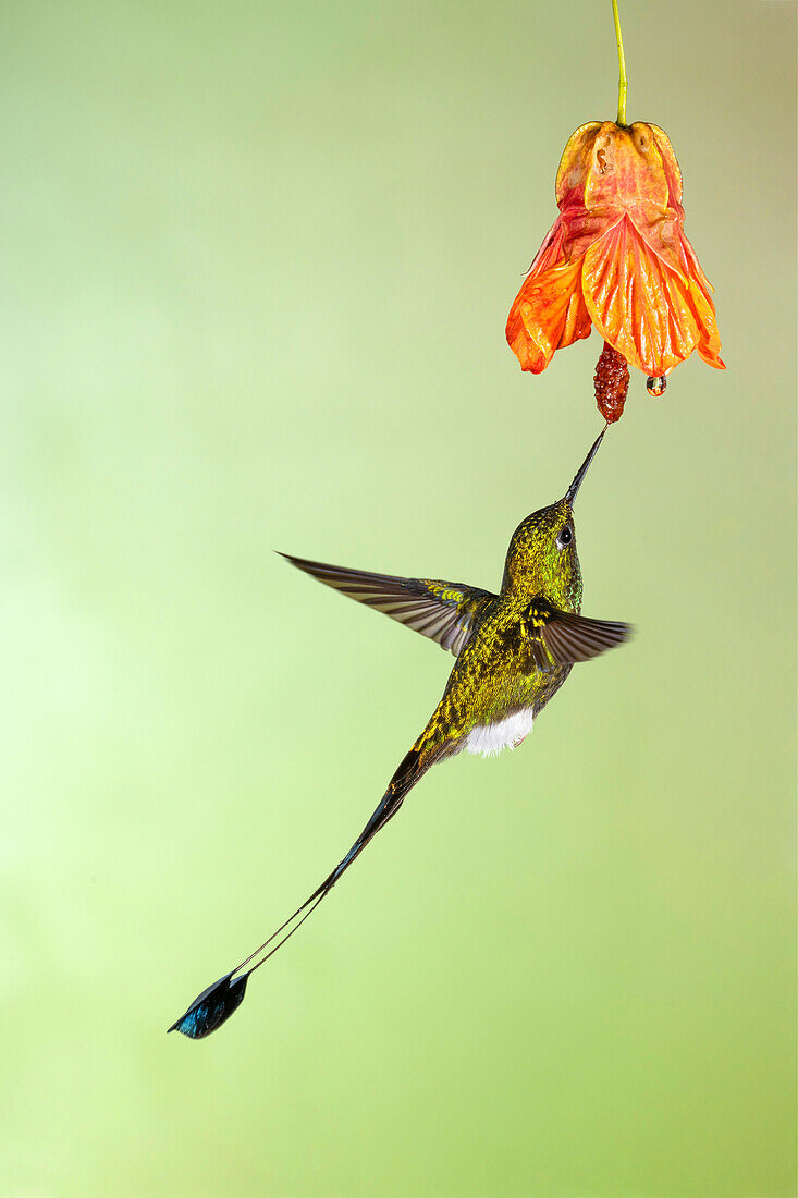 White-booted racket tail hummingbird feeding from a flower