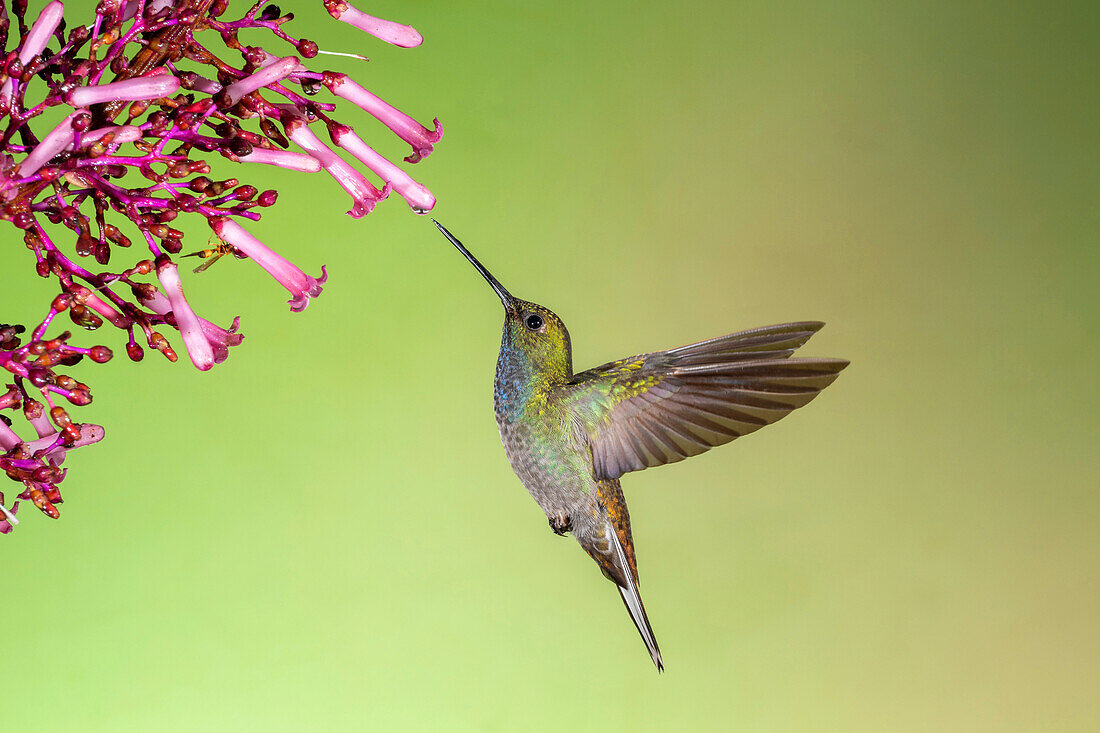 White-tailed hillstar hummingbird
