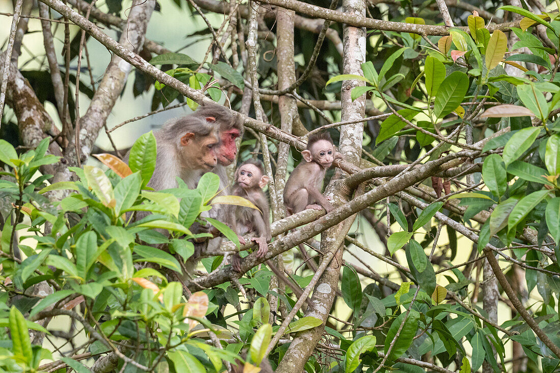 Young and adult bonnet macaques in a tree