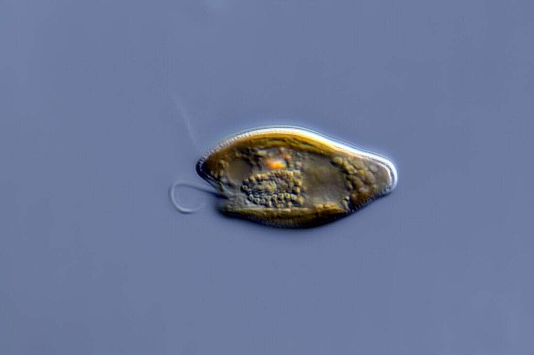 Cryptomonas sp. algae, light micrograph