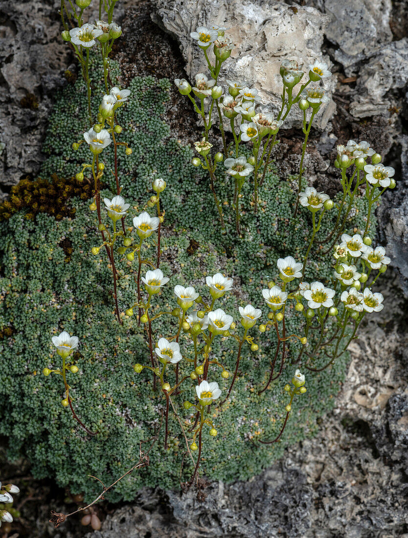 Dolomite saxifrage (Saxifraga squarrosa) in flower