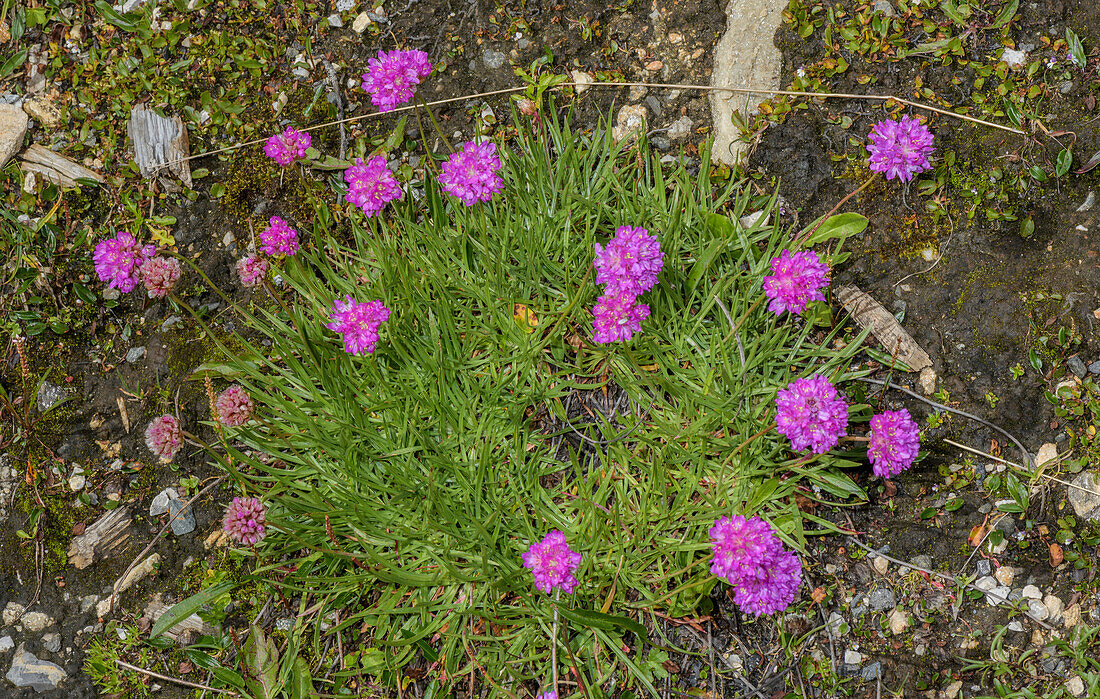 Alpine thrift (Armeria alpina) in flower, Austrian Alps
