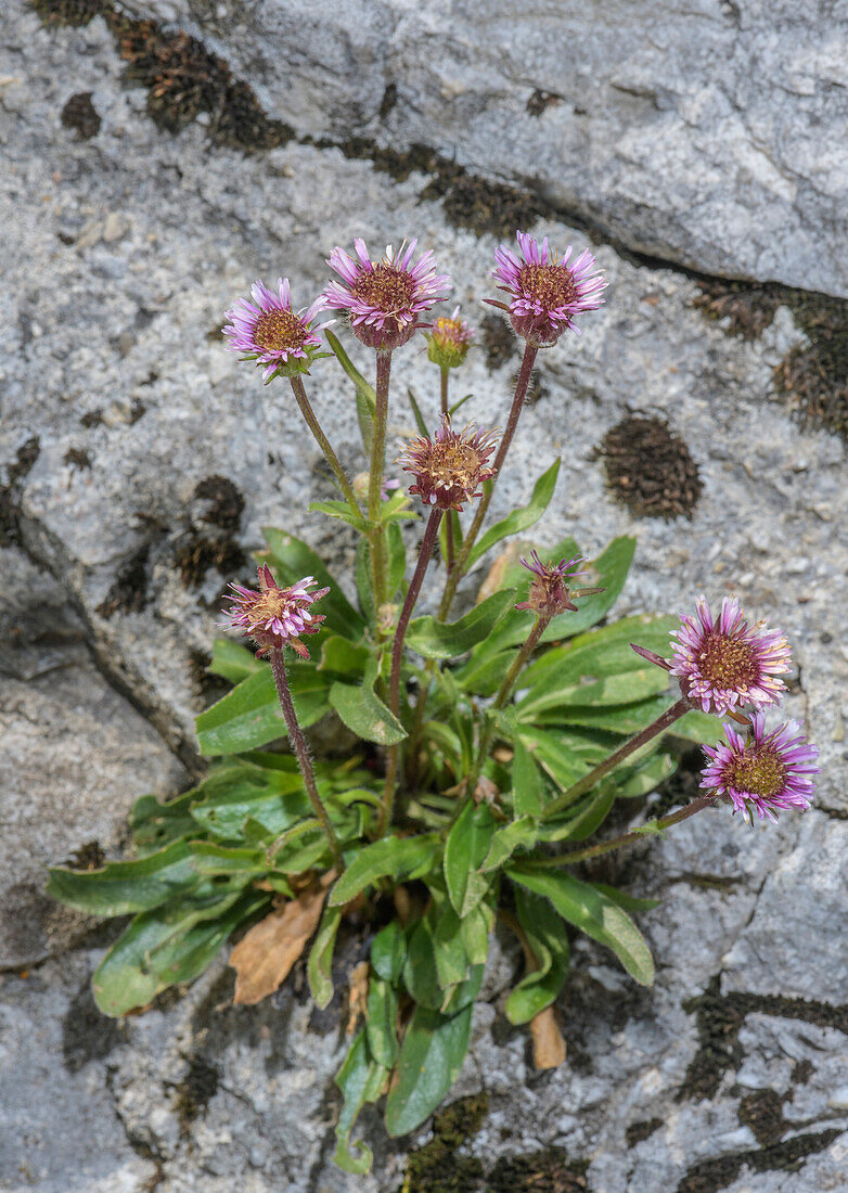Variable fleabane (Erigeron glabratus) in flower