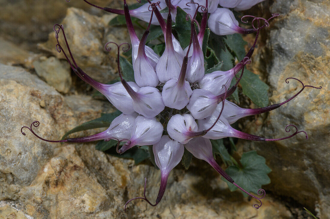 Devil's claw (Physoplexis comosa) in flower in rock-crevice