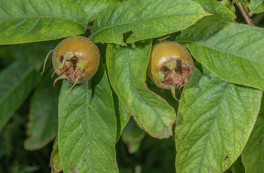 Medlar (Mespilus germanicus) in fruit