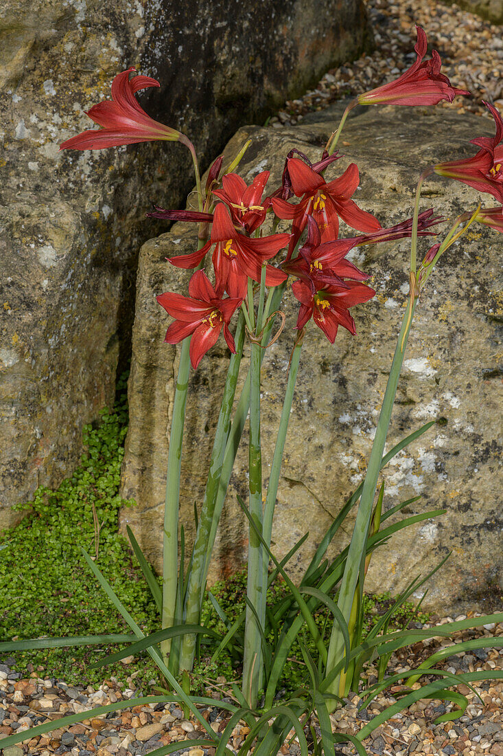 Oxblood lily (Rhodophiala bifida) in flower in rock garden