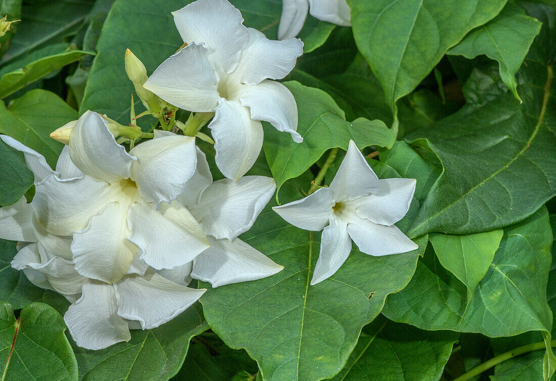 Chilean jasmine (Mandevilla laxa) in flower