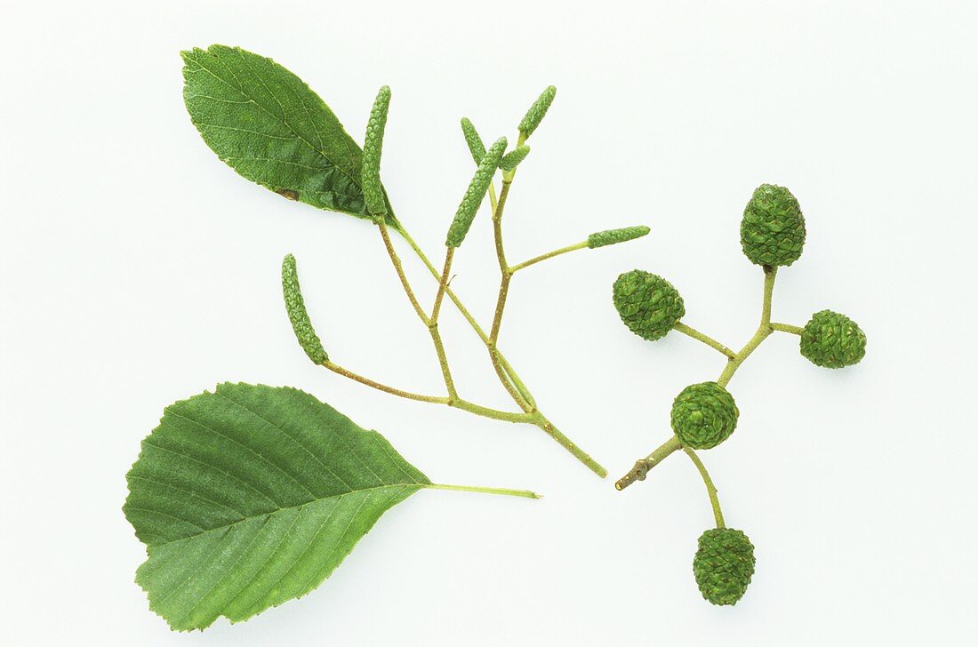 Leaves, buds and fruits of the alder