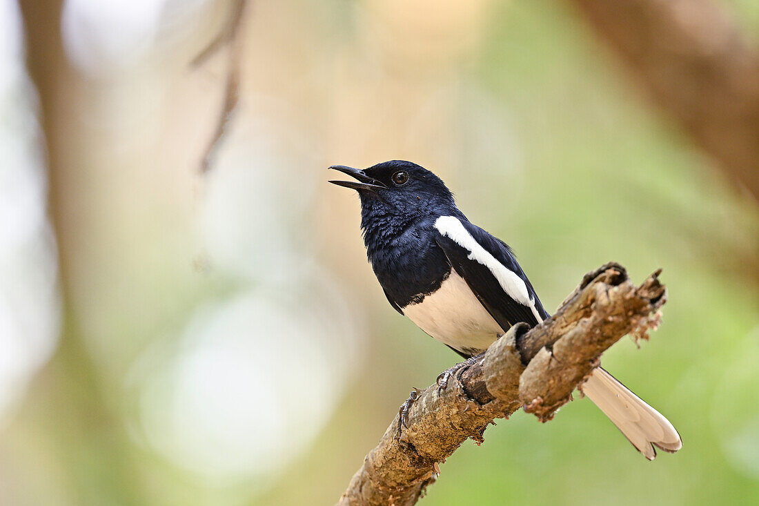 Magpie robin