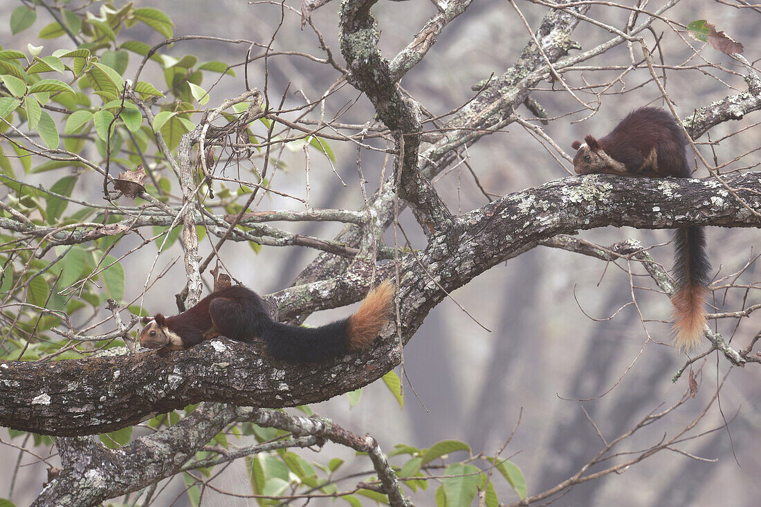 Malabar giant squirrels