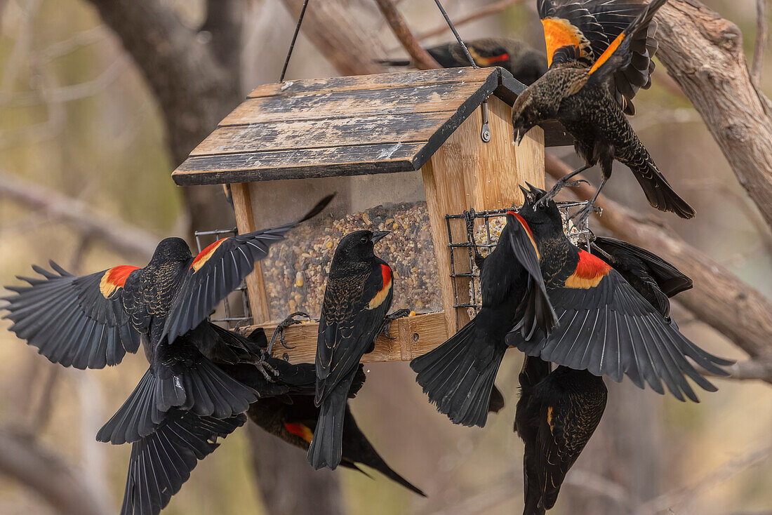 Flock of red-winged blackbird at garden feeder
