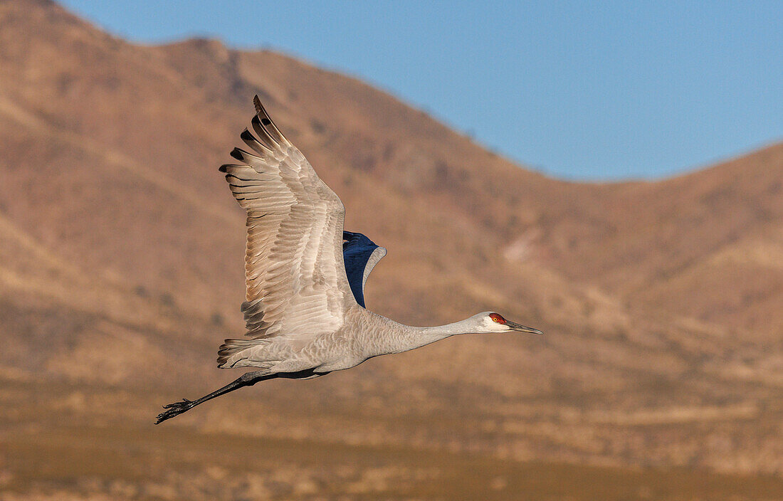 Sandhill crane in flight, New Mexico, USA