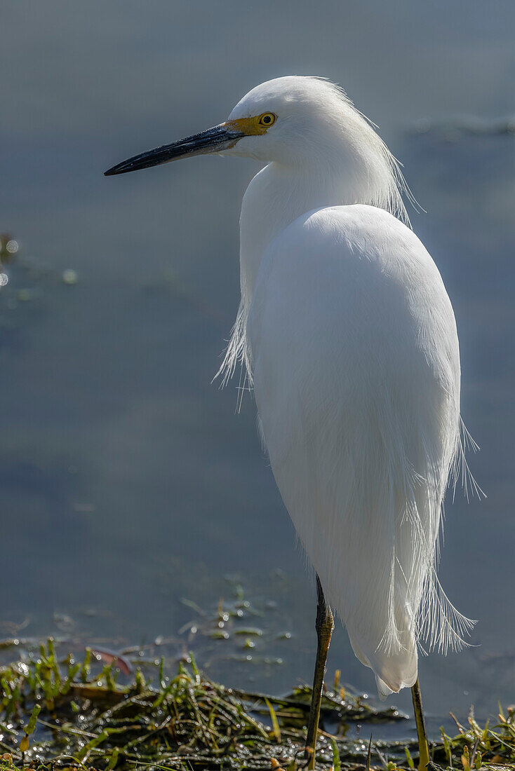 Snowy egret perched by lagoon, fishing