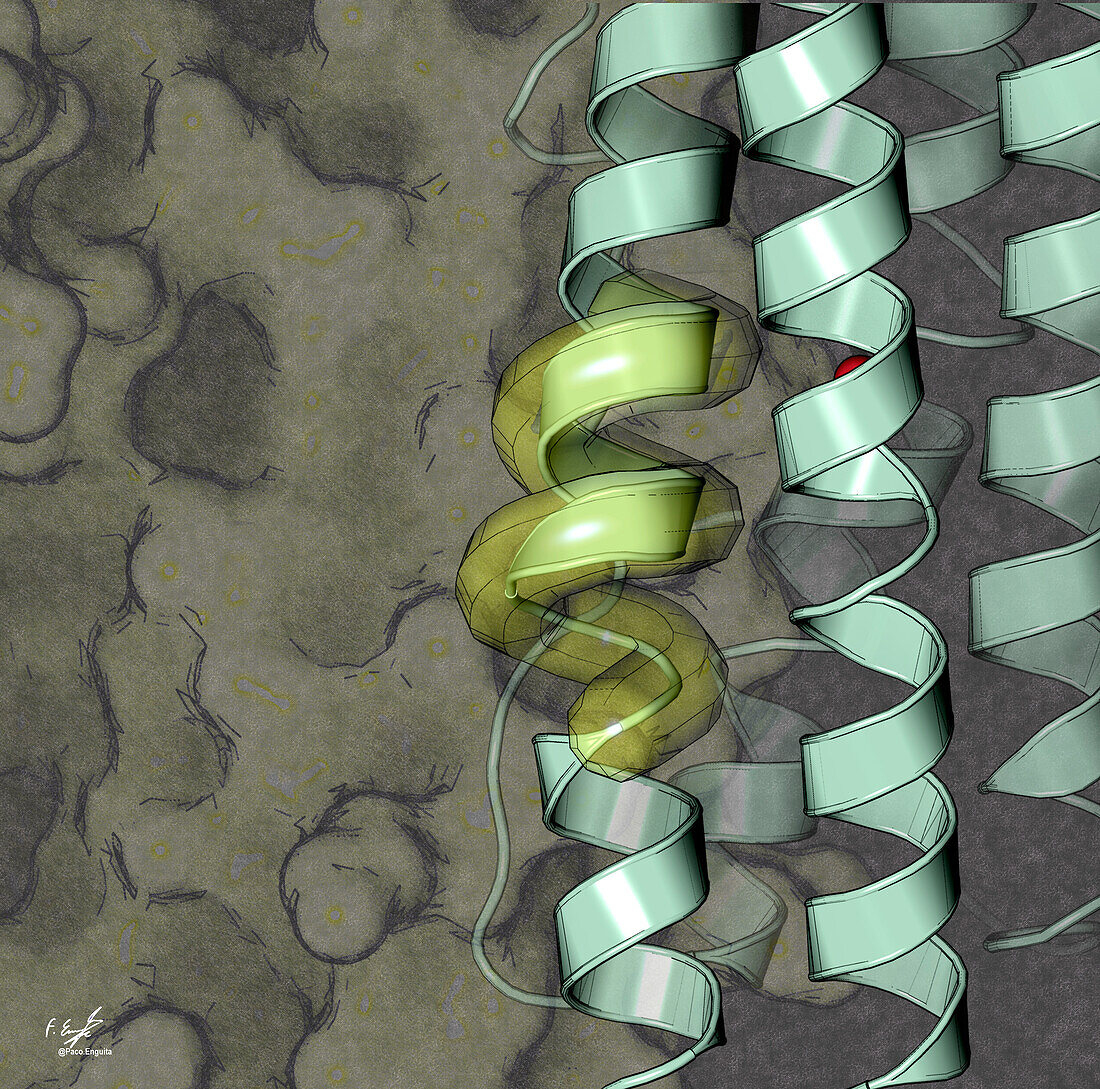 Pi-helix secondary structure, illustration