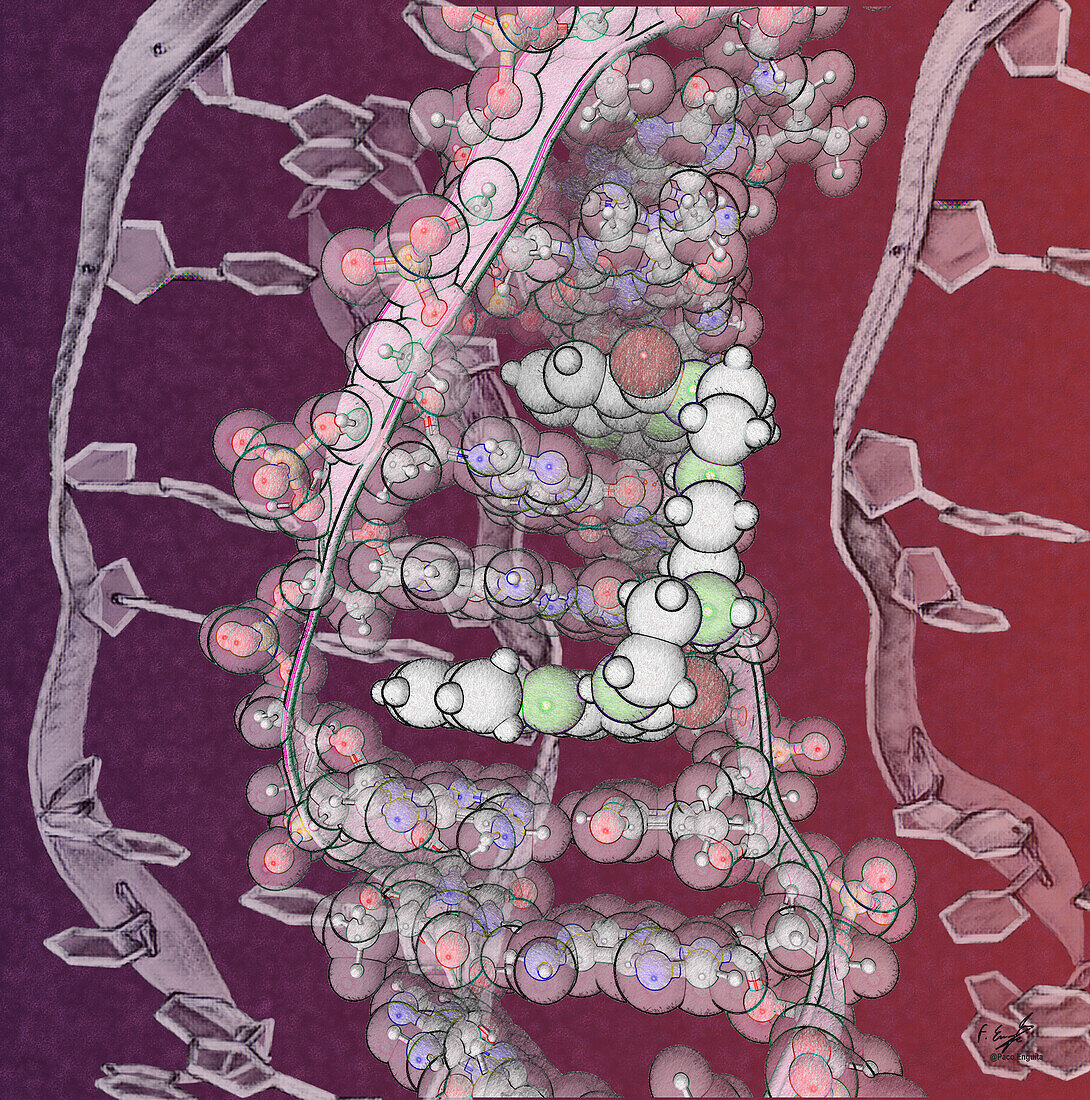 Transcription inhibitor bound to DNA, illustration