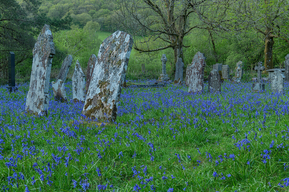 Bluebells in a rural churchyard