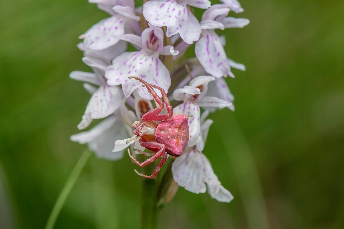 Female pink crab spider waiting on heath spotted orchid