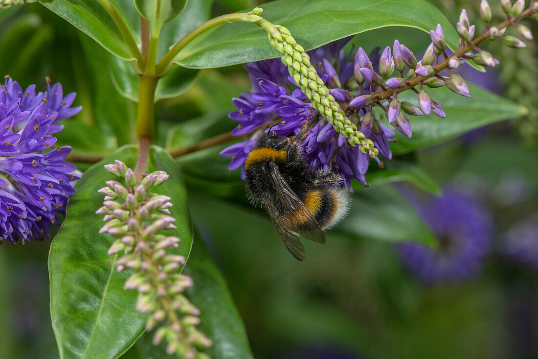 Buff-tailed bumblebee visiting flowers of Hebe in garden