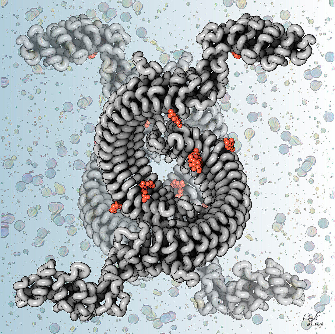 Mosquito pathogen recognition molecule, illustration