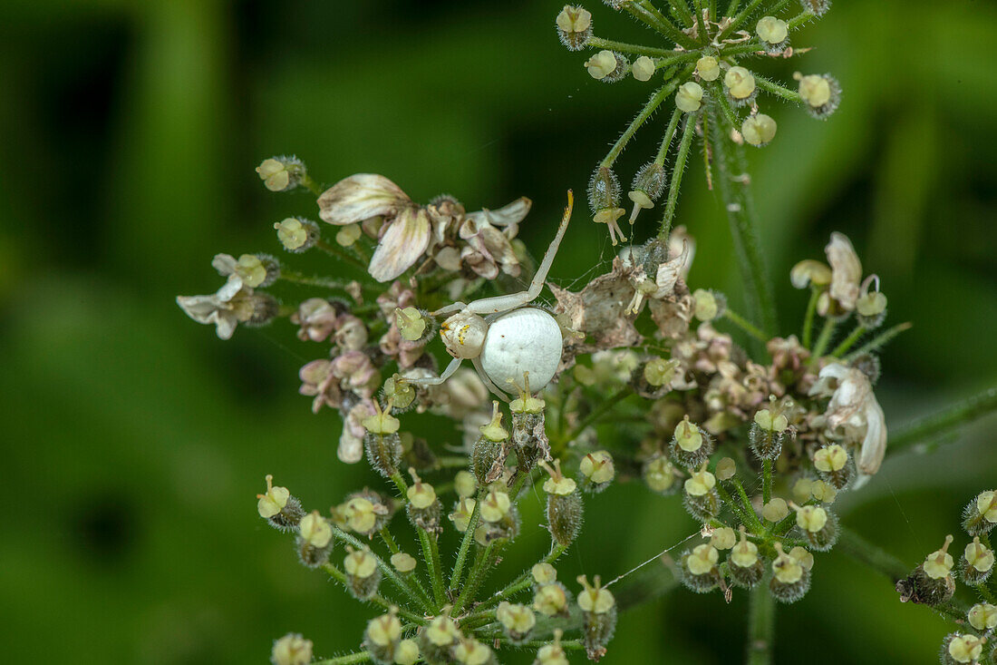 Female crab spider on white umbel flowers
