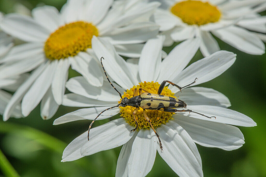 Black-and-yellow longhorn beetle feeding on oxeye daisy