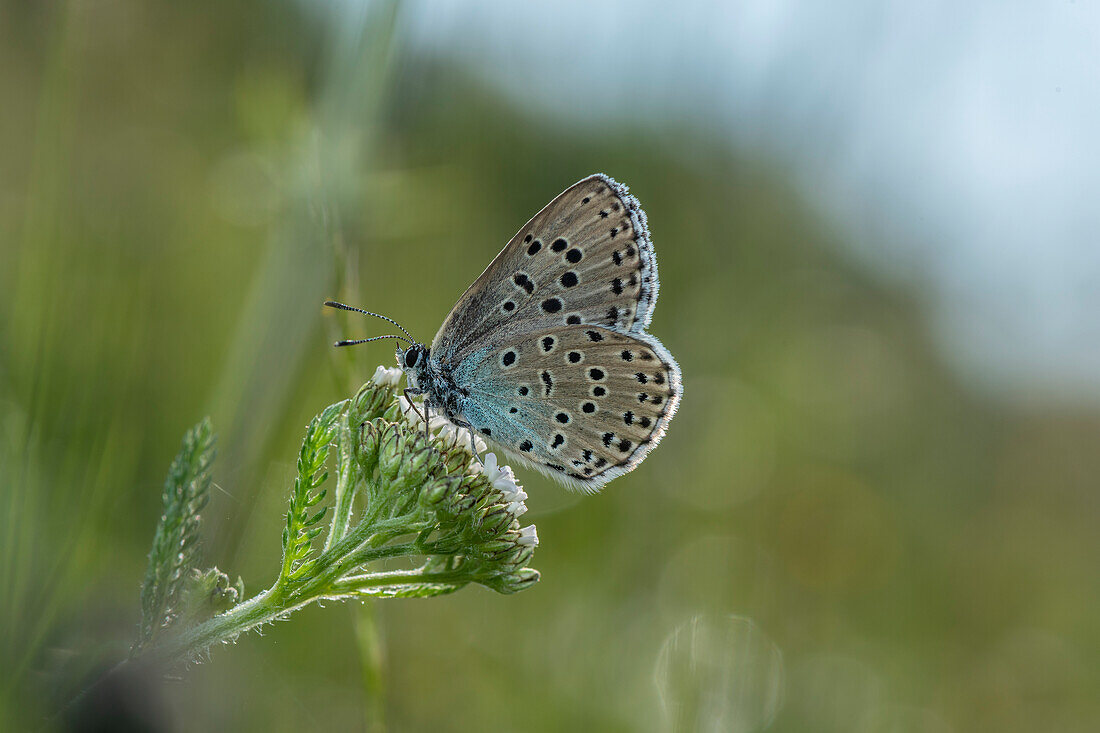 Large blue butterfly on a flower