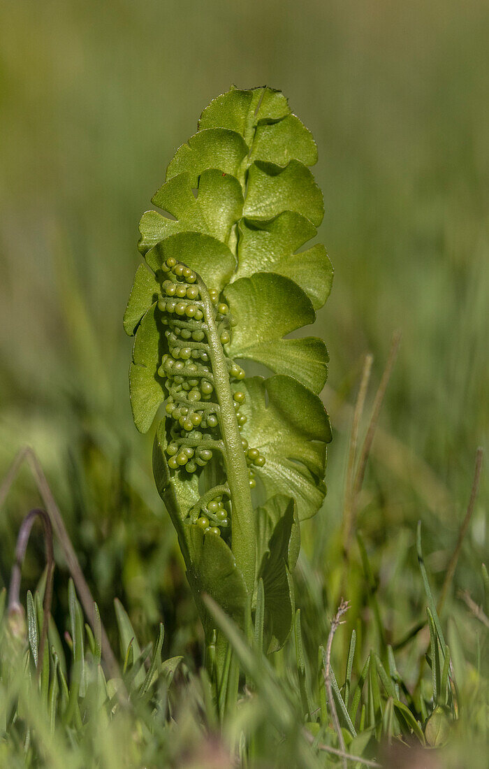 Moonwort (Botrychium lunaria) with fertile frond