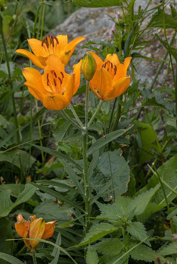 Orange lily (Lilium bulbiferum) in flower