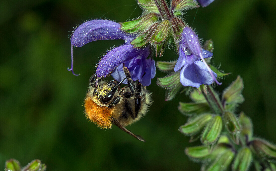 Carder bee on Salvia sp. Flower