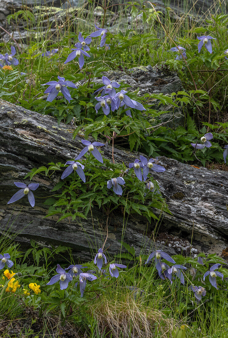 Alpine clematis (Clematis alpina) in flower
