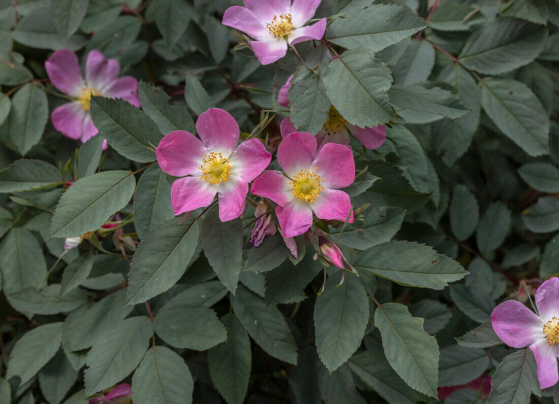 Redleaf rose (Rosa glauca) in flower in the Italian Alps