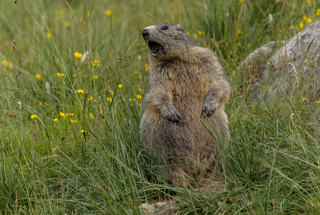 Alpine marmot in upland grassland
