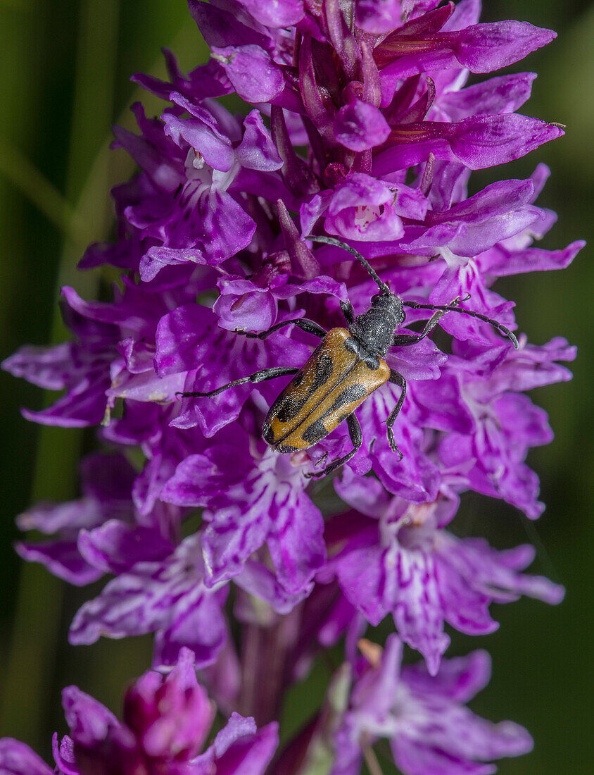 Speckled longhorn beetle feeding on spotted orchid