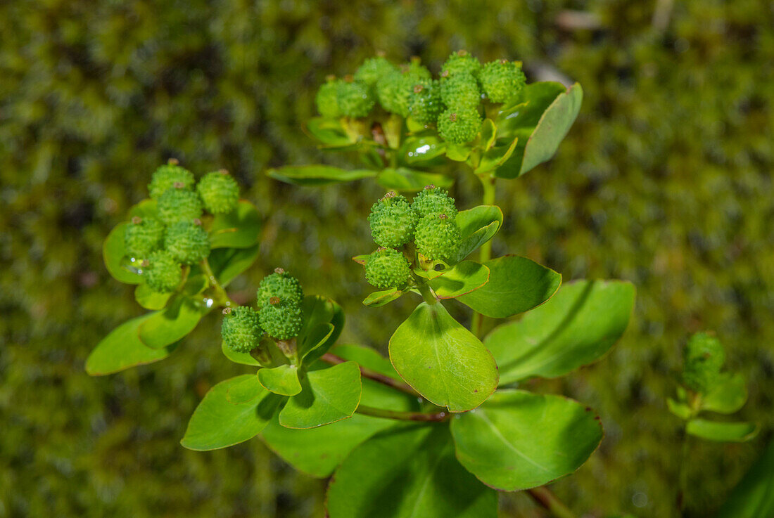 Warty spurge (Euphorbia verrucosa) in fruit