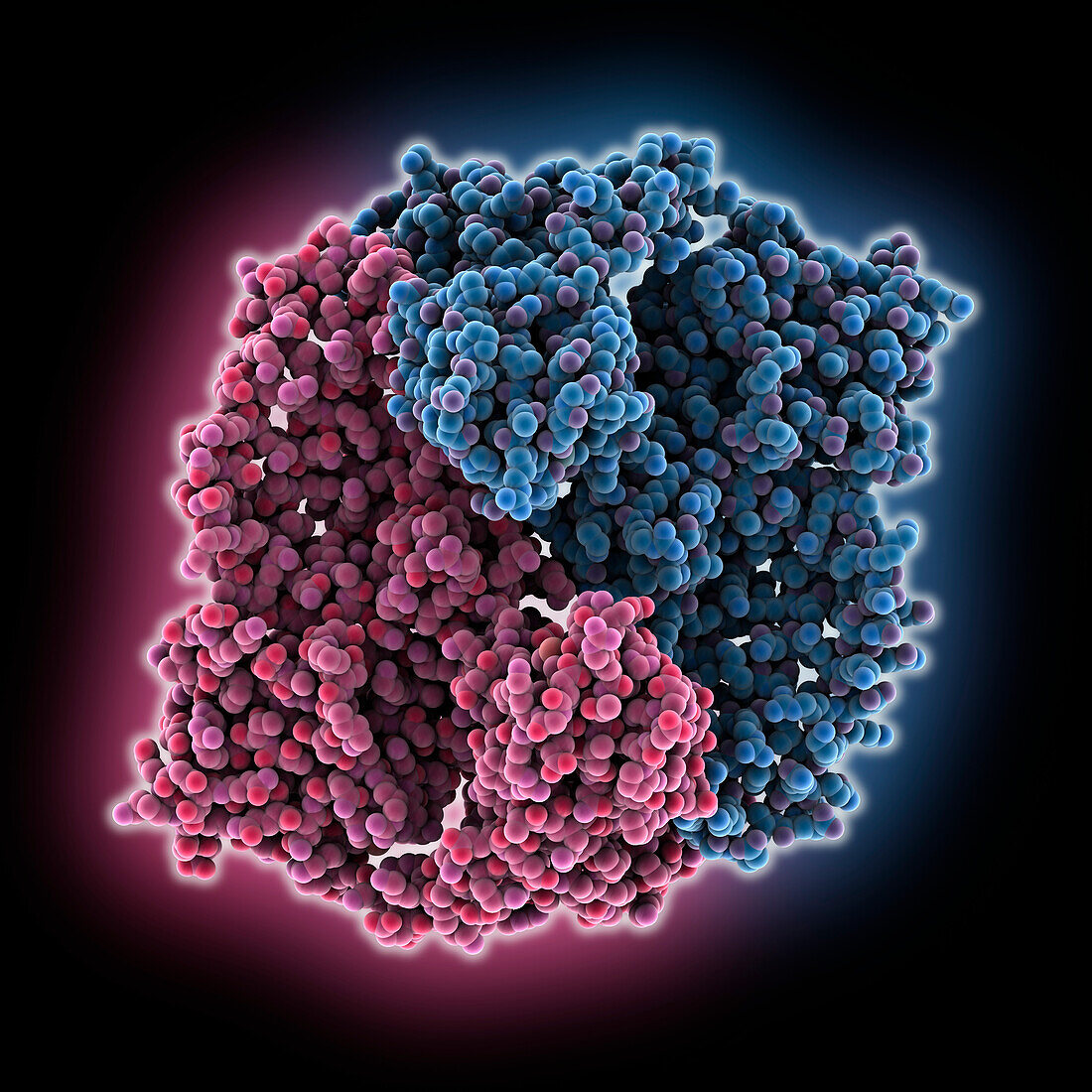 DNA topoisomerase, molecular model