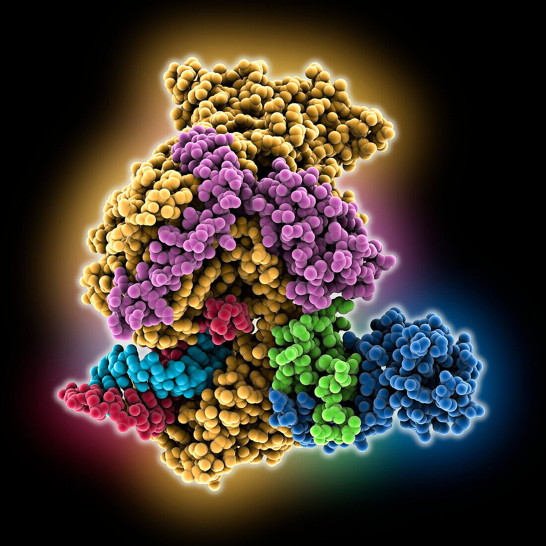 Covid-19 RNA-dependent RNA polymerase, molecular model
