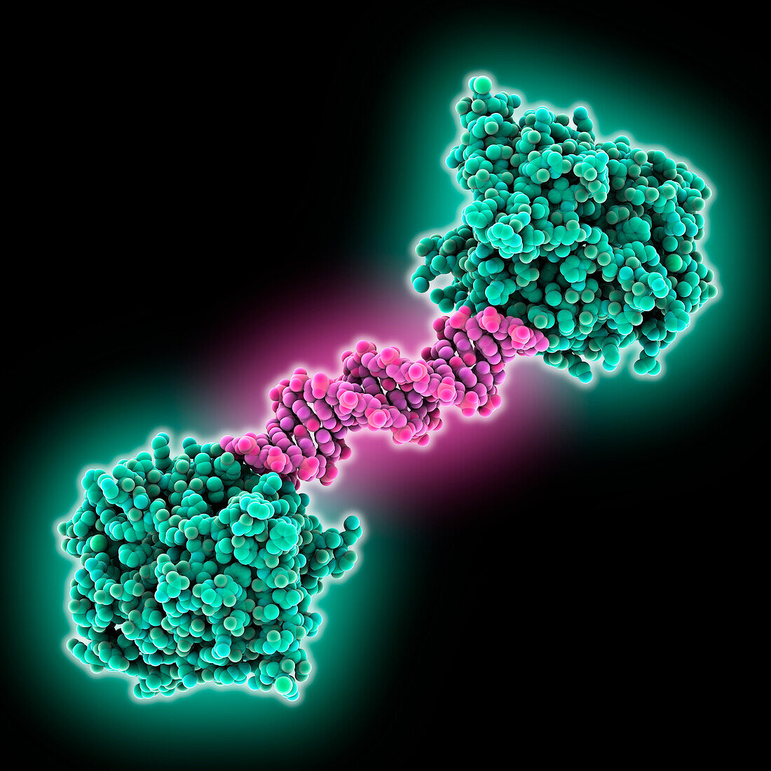 RNA methyltransferase METTL4 complex, molecular model