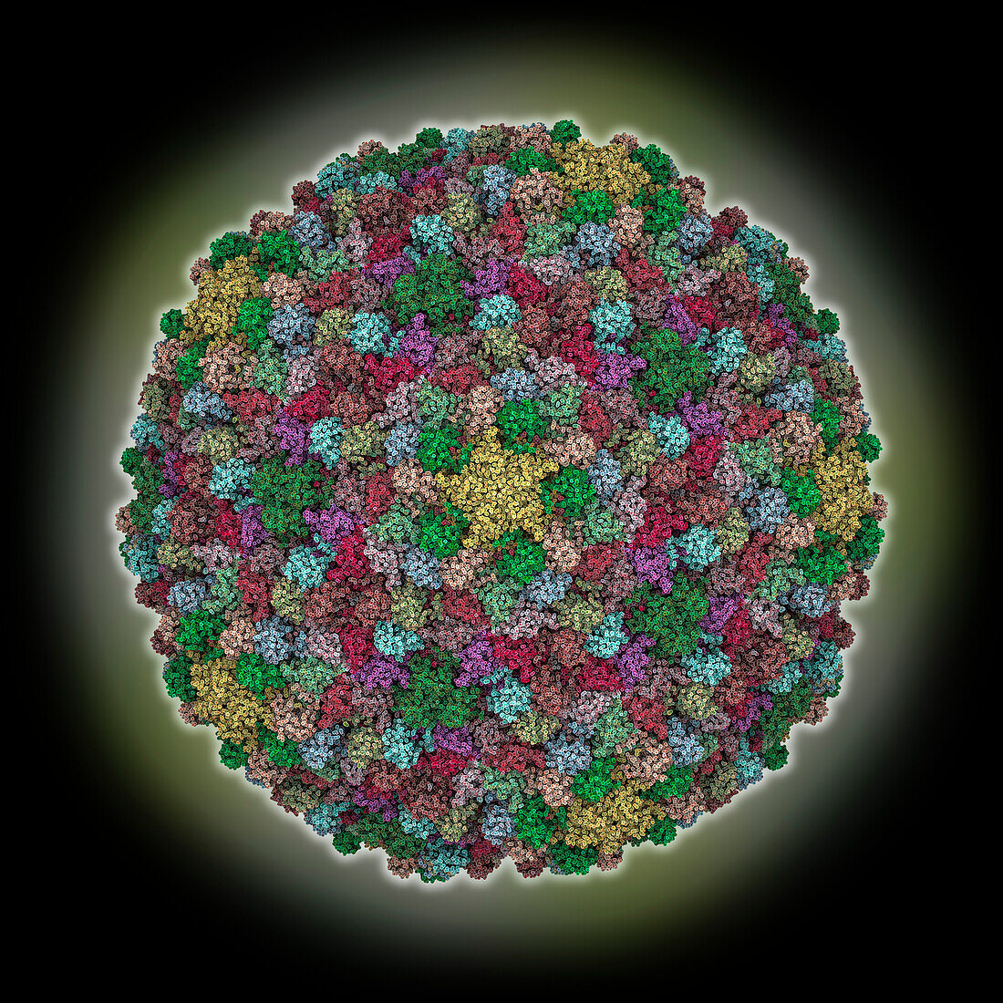 Myoviridae phage XM1 capsid, molecular model