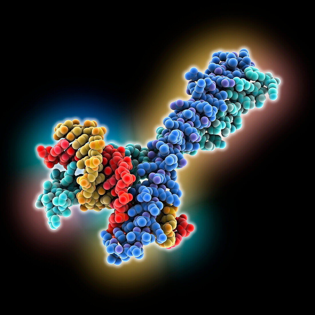 CCAAT-enhancer-binding protein complex, molecular model