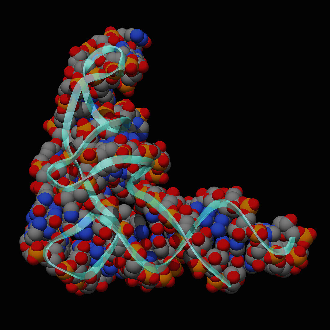 Human transfer RNA, molecular model