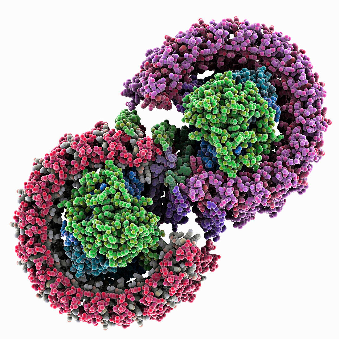 Dimeric light harvesting complex, molecular model