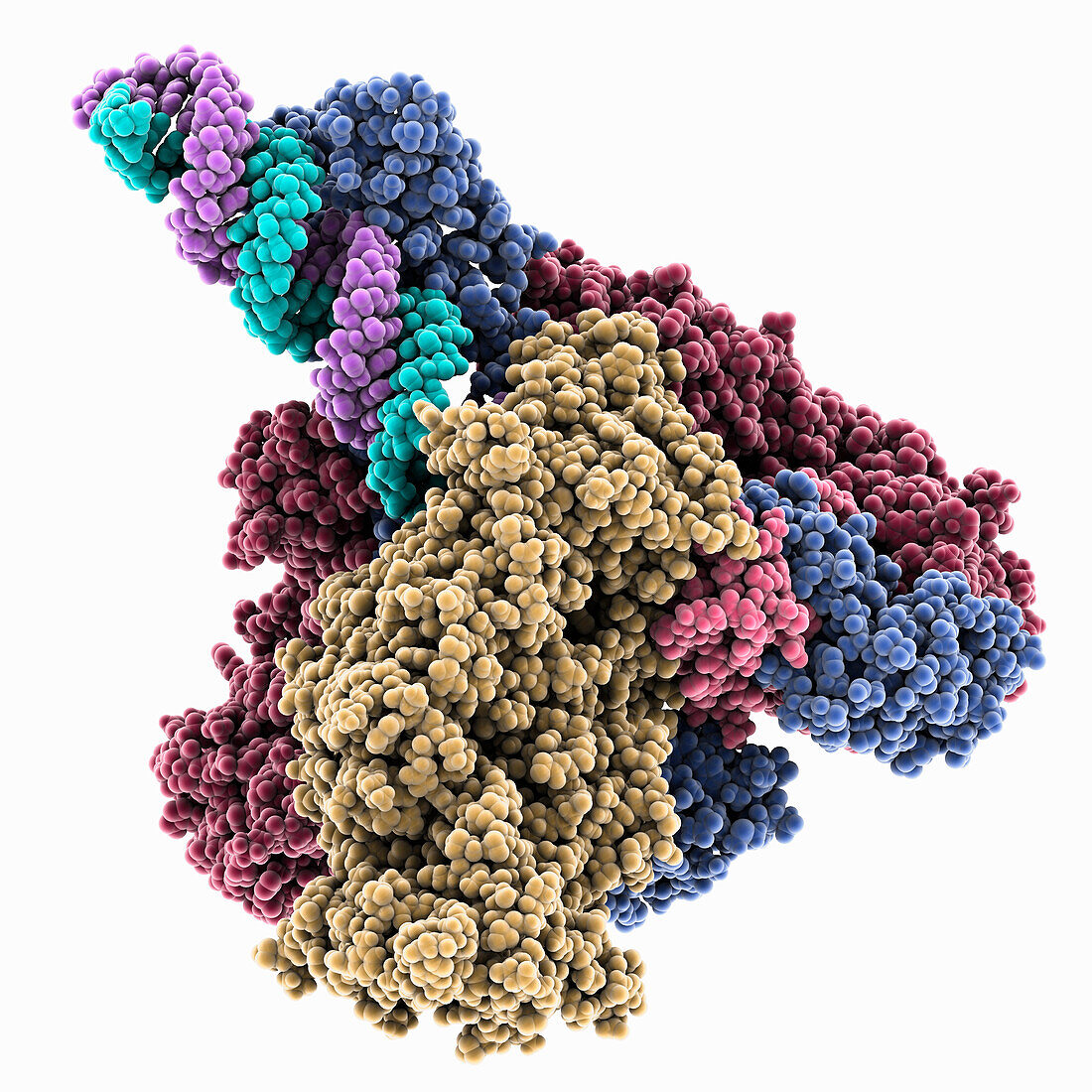 SARS-CoV-2 replication-transcription, molecular model